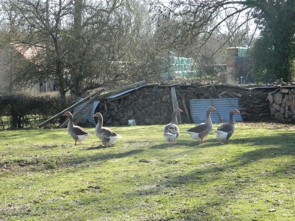 Meubles De Tourisme La Reserve Saint-Pierre-les-Bois Exteriör bild